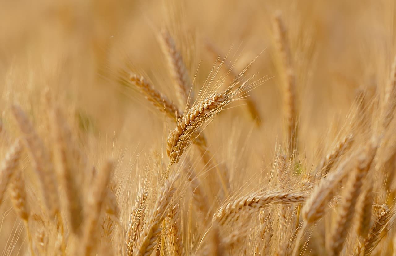 Les bienfaits de l'agriculture biodynamique pour l'écologie bio