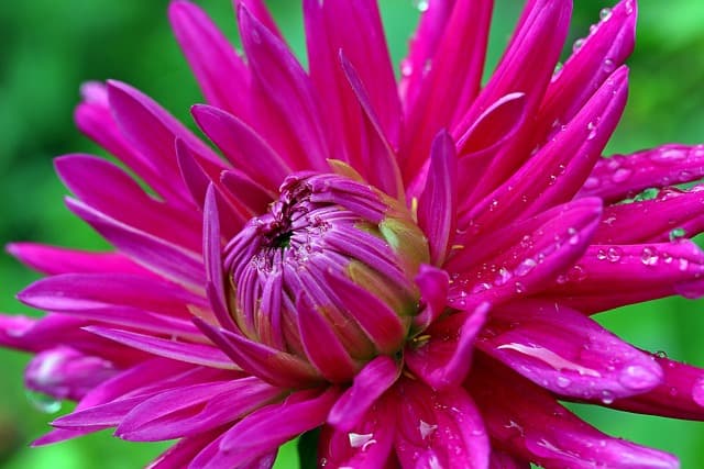Comment réaliser un jardin bio en pleine ville : astuces pratiques