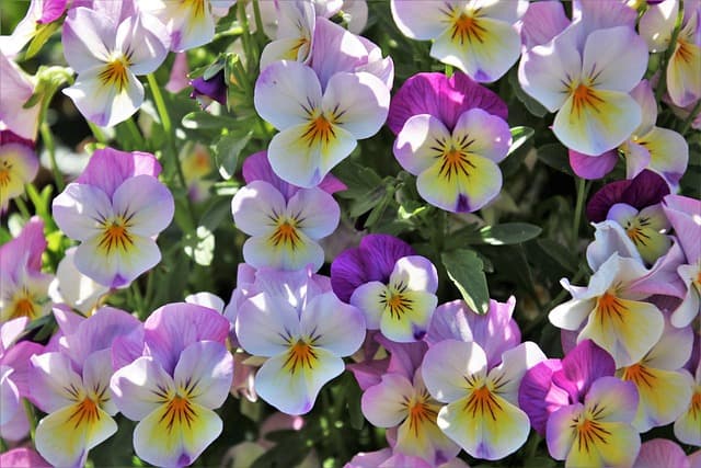 Guide complet pour réussir votre jardin bio au fil des saisons