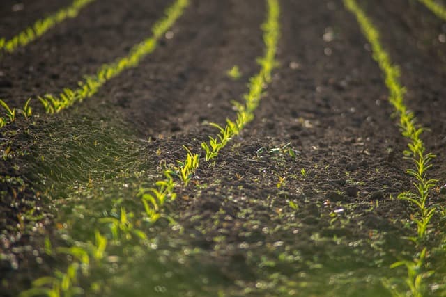 Les avantages méconnus de l'agriculture régénérative pour l'écologie bio