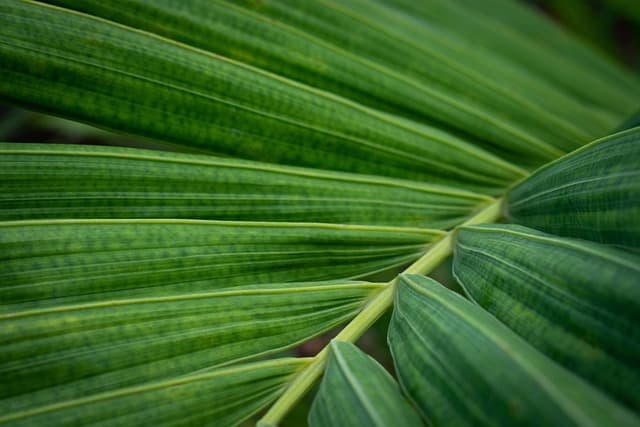Écologie bio : réussir la transition vers un jardin durable