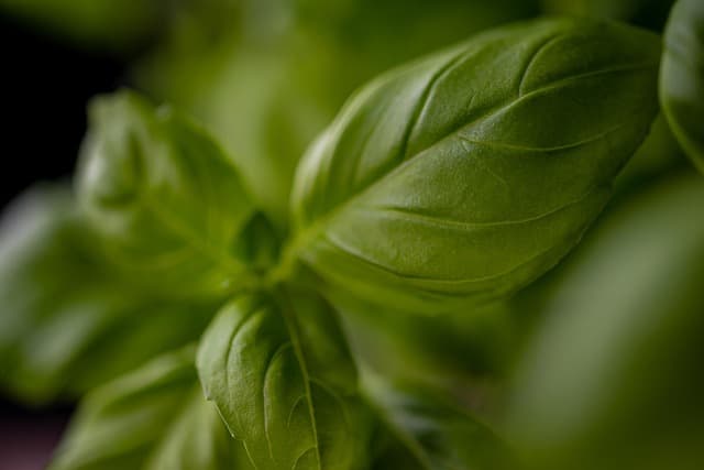 Les vertus méconnues des plantes bio pour votre santé