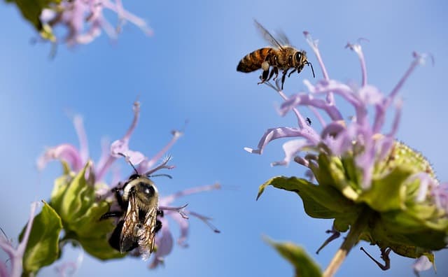 Comment pratiquer le jardinage bio pour une biodiversité florissante