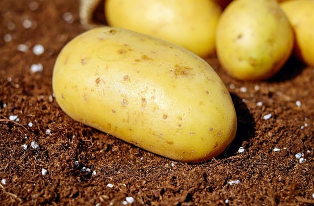 Les succès de l'agriculture régénérative : notre analyse