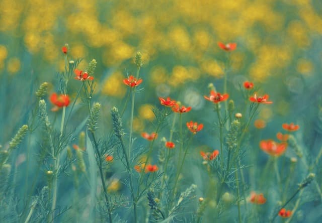 Les meilleures pratiques pour un jardin bio écoresponsable