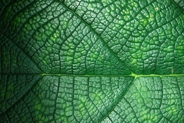 Comment choisir des produits bio pour une maison écoresponsable