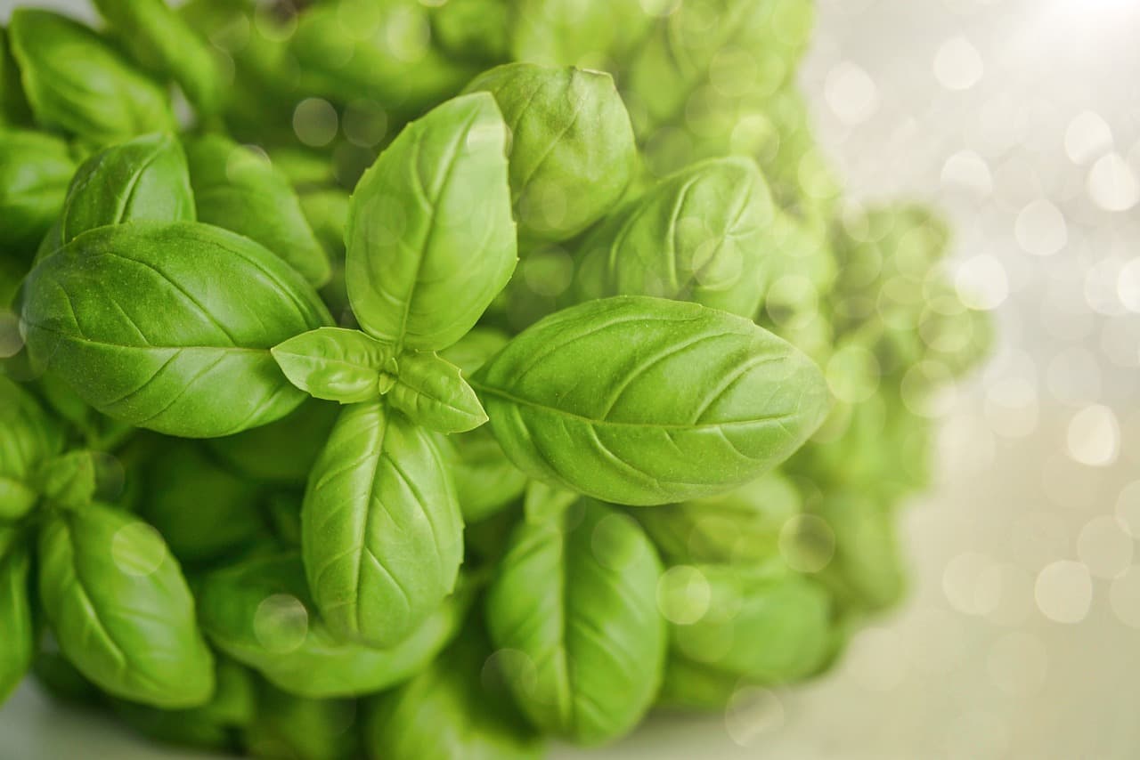 Comment pratiquer le jardinage bio pour un impact écologique positif