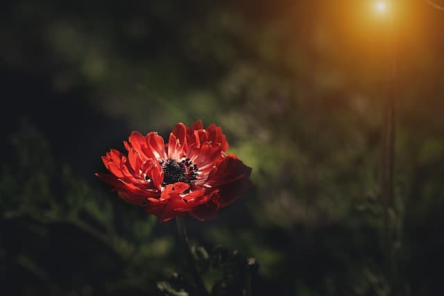 Les meilleures pratiques pour un jardin bio tout en douceur