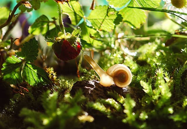 Comment transformer votre jardin en un écosystème durable