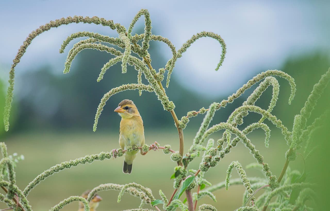 Comment l'agriculture biologique contribue à la préservation de la biodiversité