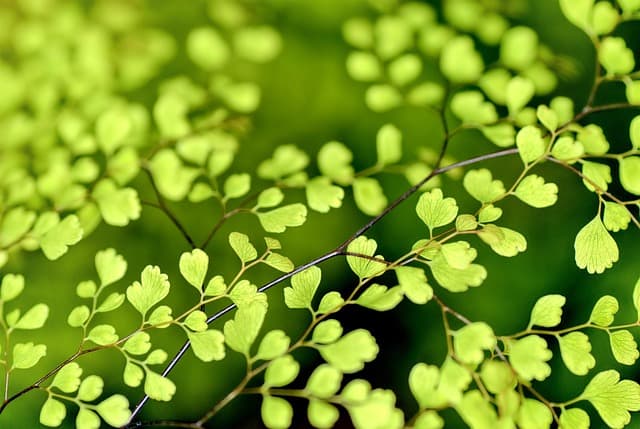 Comment créer un jardin bio productif et durable