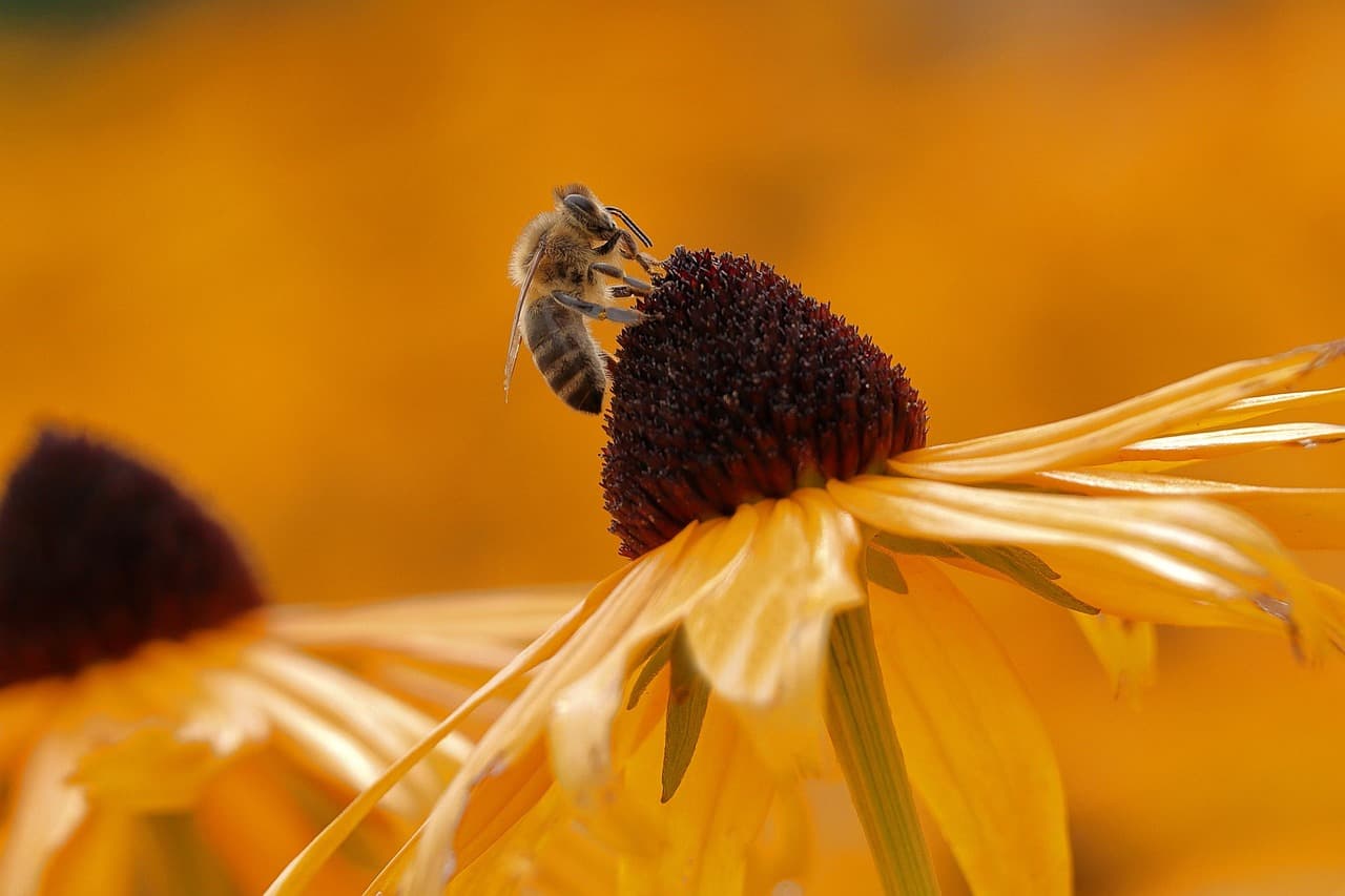 L'importance de la biodiversité pour l'écologie bio