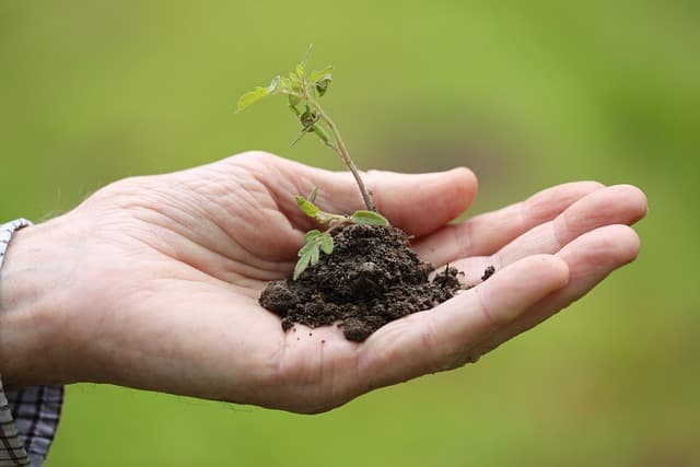 Comment intégrer l'agriculture biodynamique dans votre jardin
