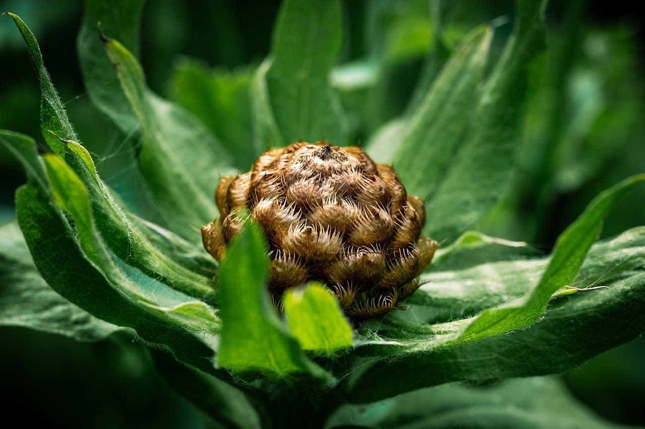 Comment choisir des semences bio pour votre jardin