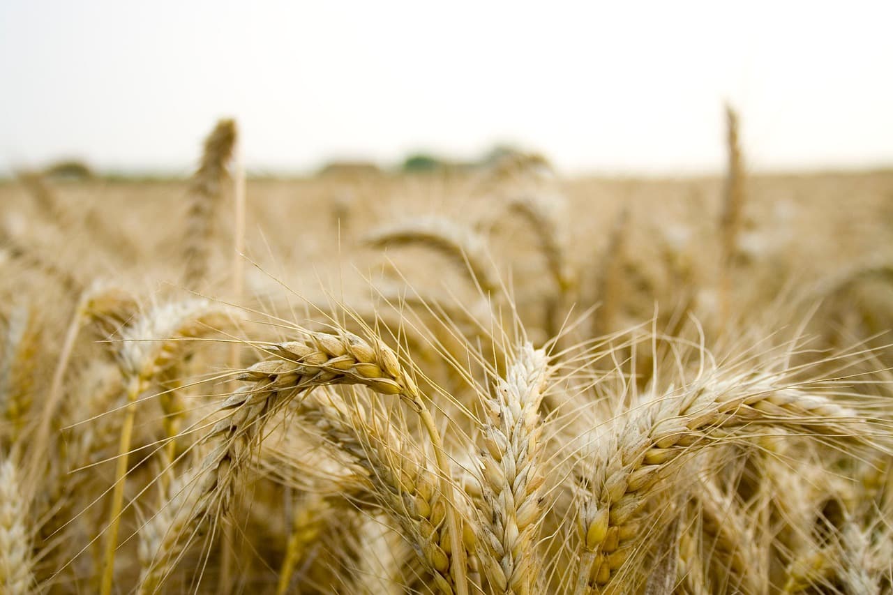 Les bienfaits de l'agriculture régénérative pour l'écologie bio