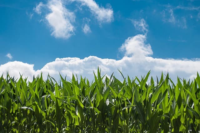 Comprendre l'agriculture biodynamique et ses bienfaits