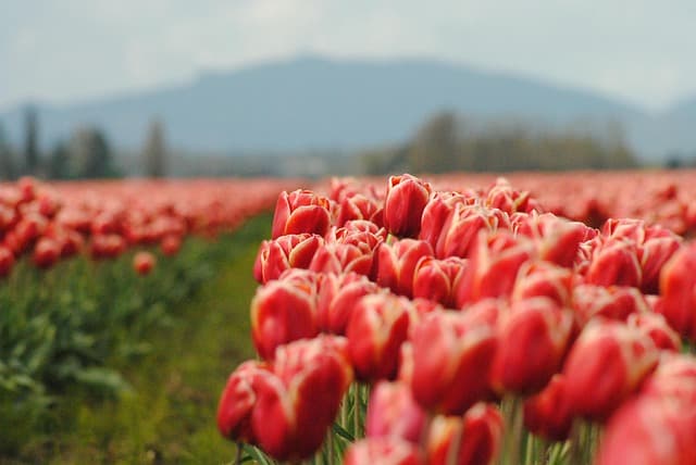 Comment adopter l'agriculture régénérative dans votre jardin