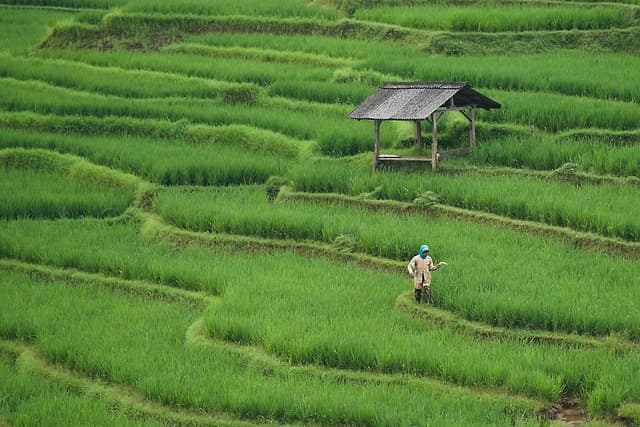 Les avantages de l'agriculture bio pour la biodiversité