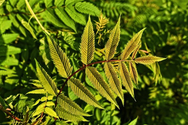 Les meilleures pratiques pour un jardin bio durable
