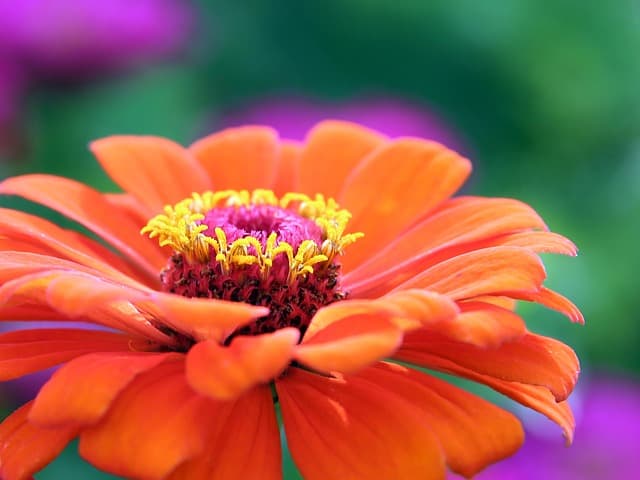 Les avantages surprenants des plantes bio pour votre santé