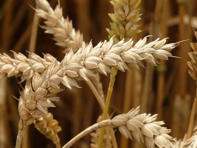 Les 10 tendances de l'agriculture bio à suivre en 2026
