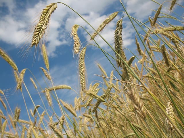 10 astuces pour débuter en agriculture biodynamique